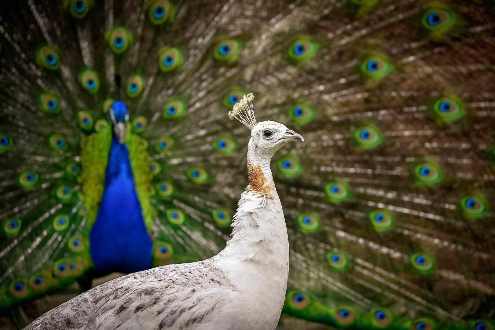 Hours & Admission Kingwood Center Gardens