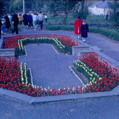Tulipa, Formal Garden