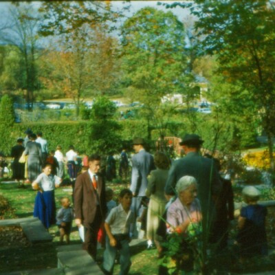Formal Garden, Thuja